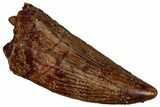 Raptor Tooth - Real Dinosaur Tooth #300902-1